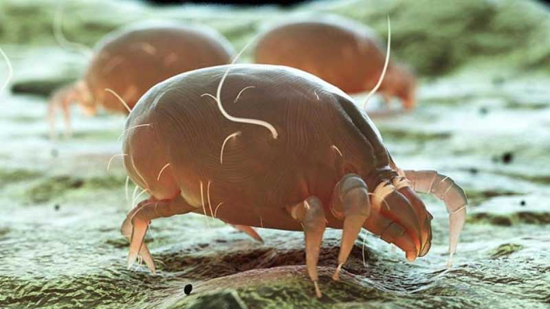 acaros-del-polvo-fumigacion-panama