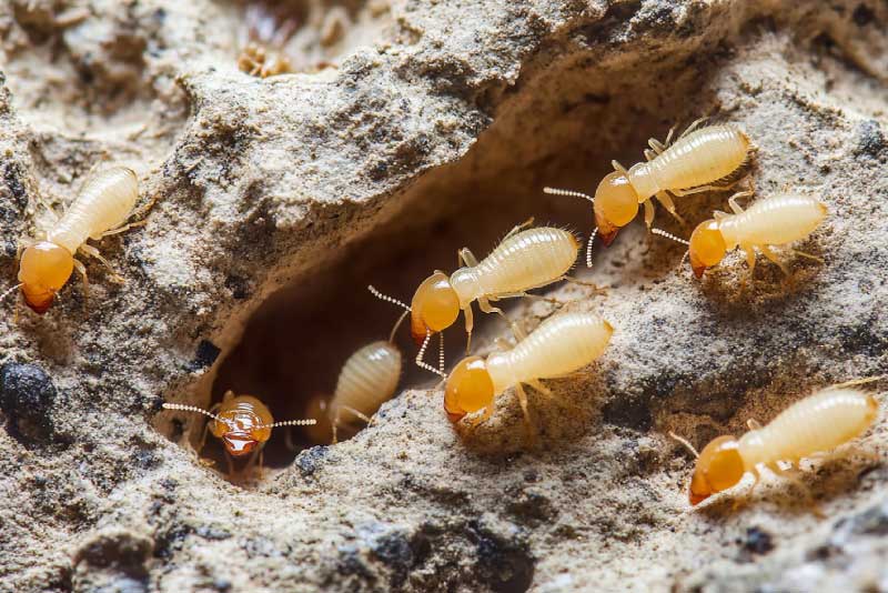 termitas-fumigacion-en-panama